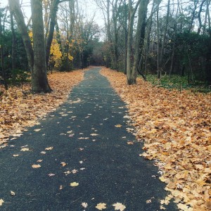 Leaves in park